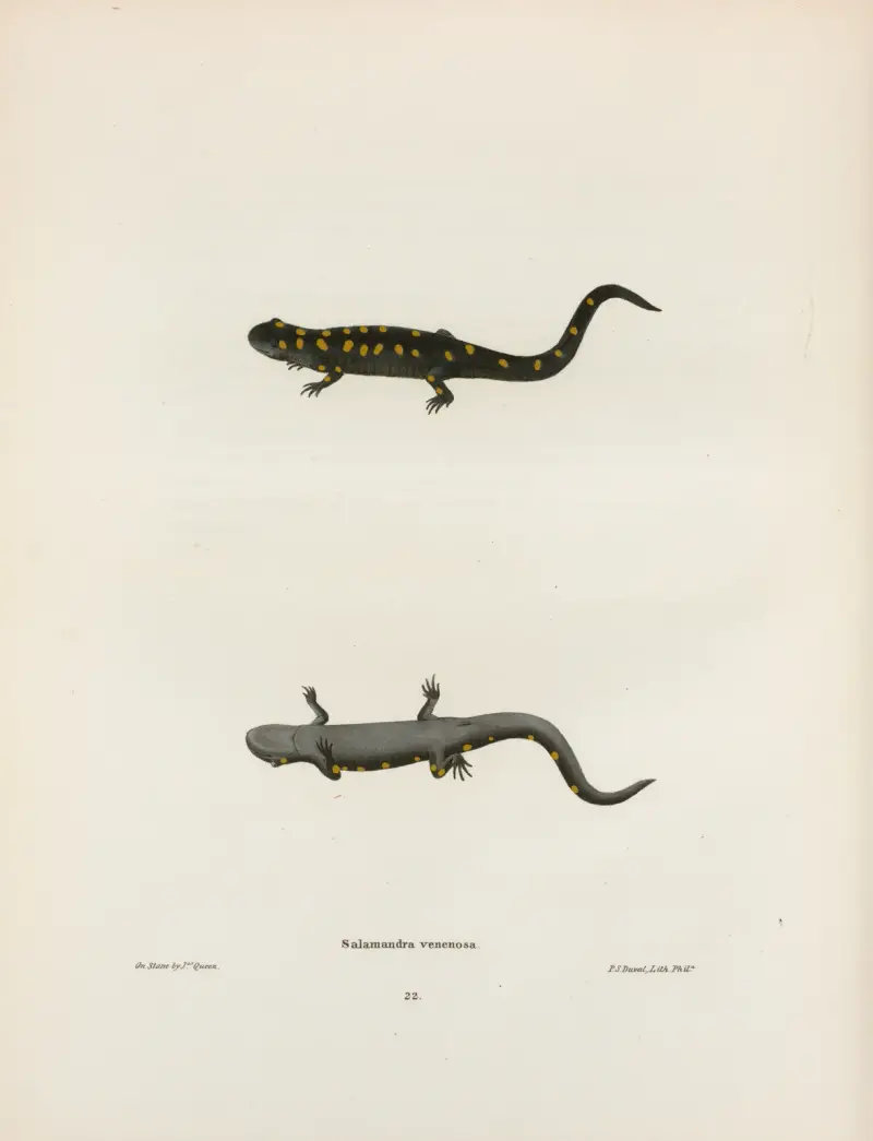 Salamandra venenosa av John Edwards Holbrook