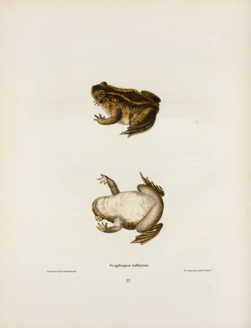 Scaphiopus solitarius av John Edwards Holbrook