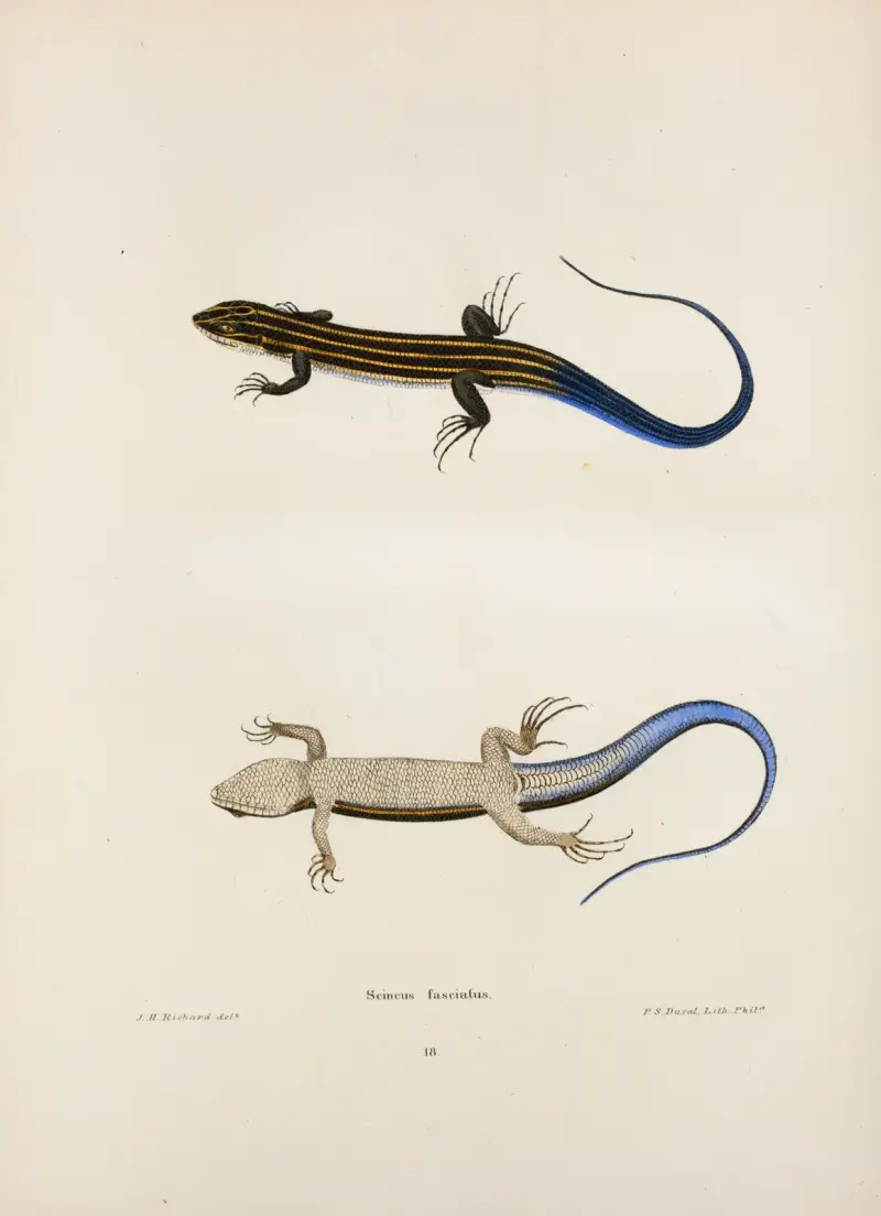 Scincus fasciatus. av John Edwards Holbrook