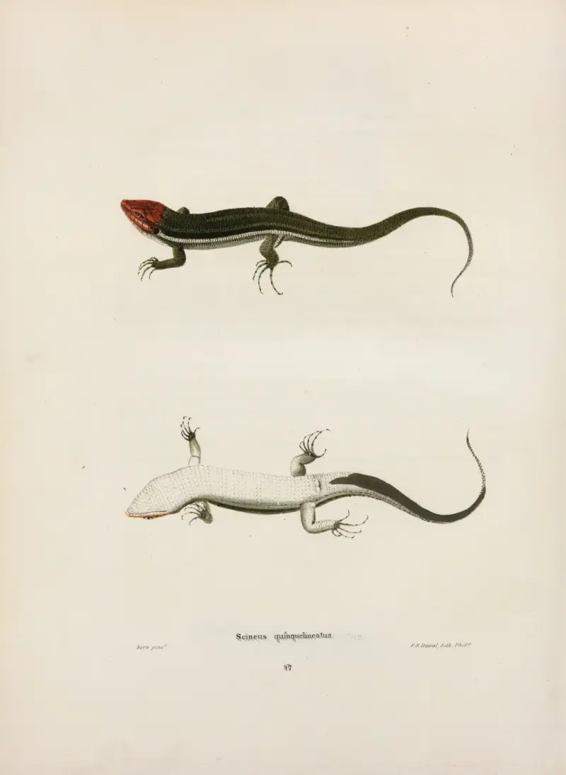 Scincus quinquelineatus. av John Edwards Holbrook