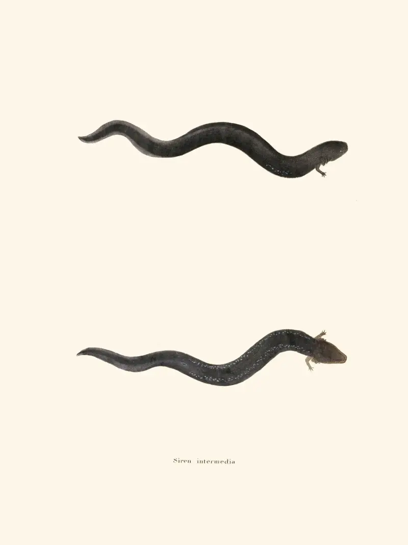 Siren intermedia av John Edwards Holbrook