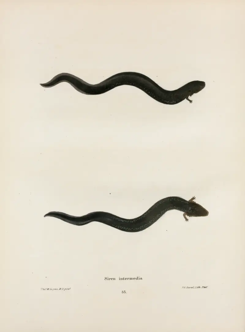 Siren intermedia av John Edwards Holbrook