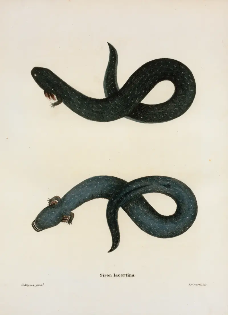 Siren lacertina av John Edwards Holbrook