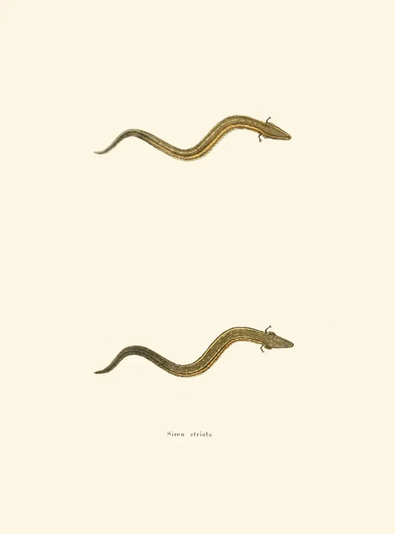 Siren striata av John Edwards Holbrook