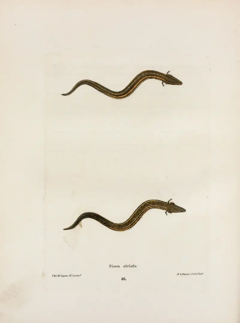 Siren striata av John Edwards Holbrook