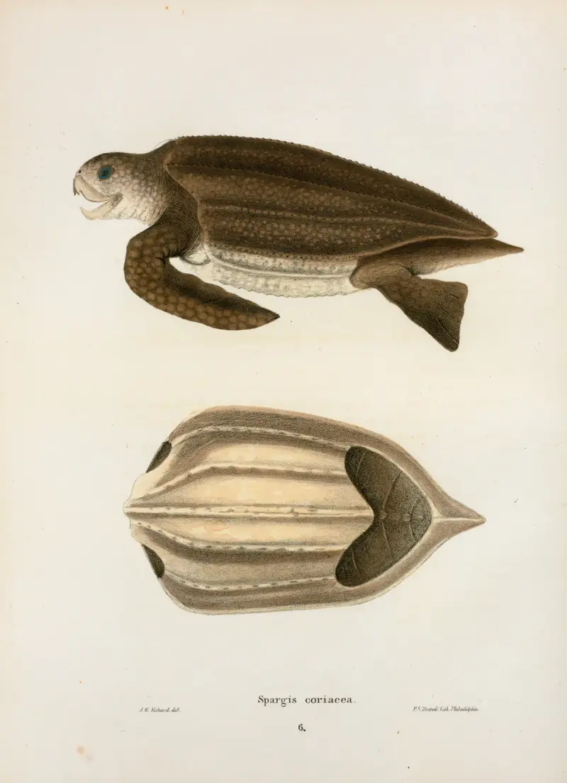 Spargis coriacea. av John Edwards Holbrook