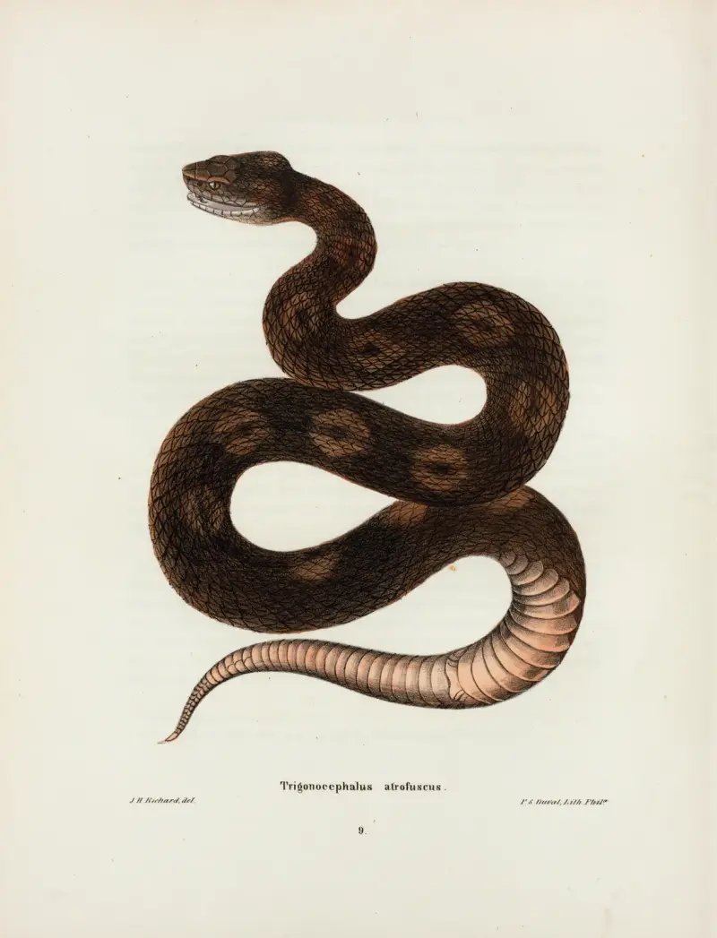 Trigonocephalus afro-fuscus. av John Edwards Holbrook