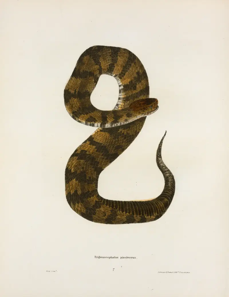Trigonocephalus piscivorus. av John Edwards Holbrook