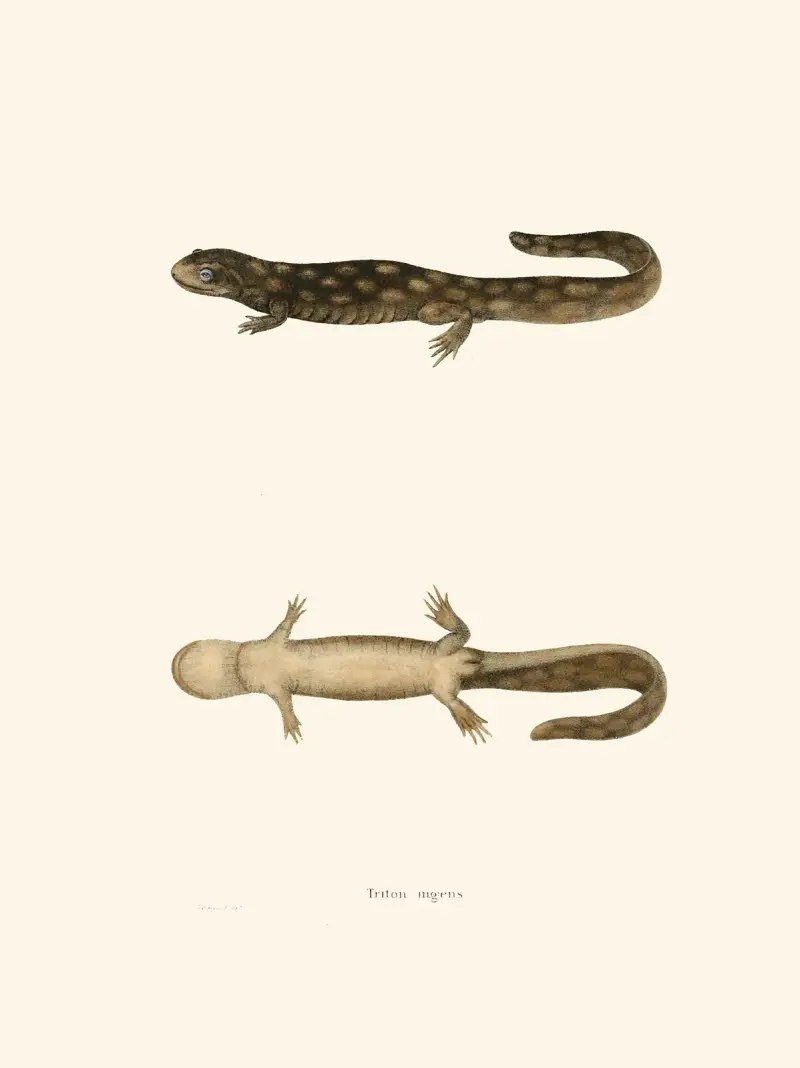 Triton ingens av John Edwards Holbrook