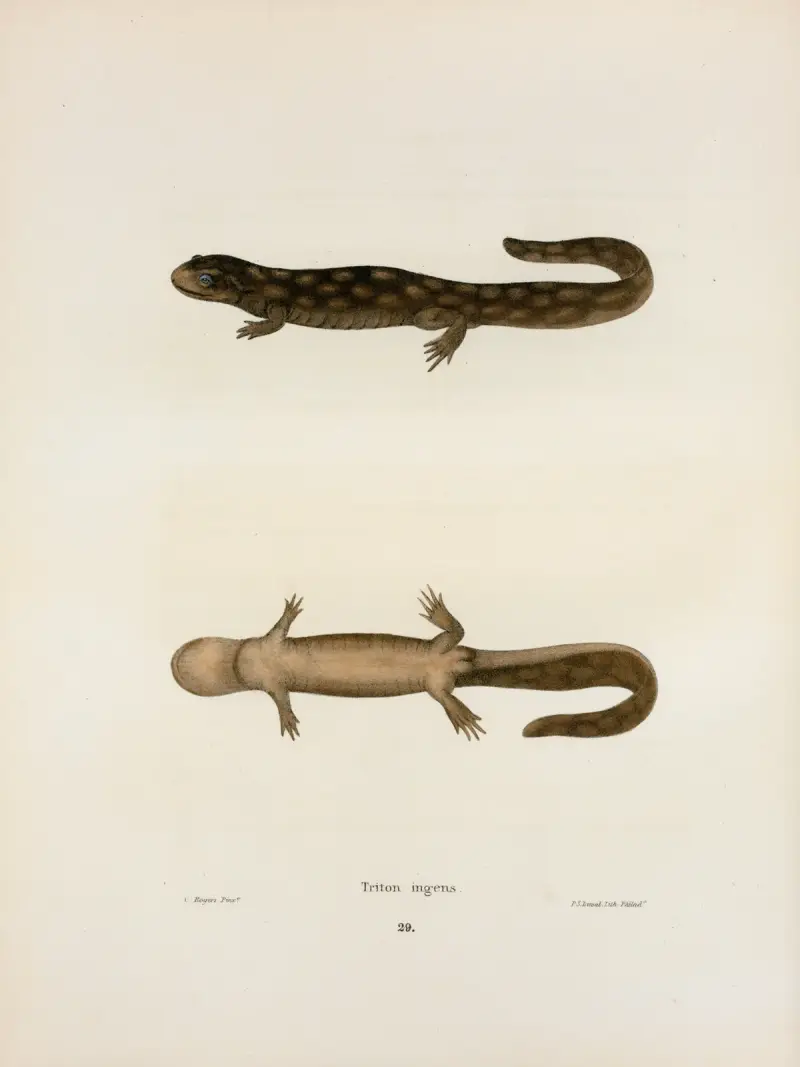 Triton ingens av John Edwards Holbrook