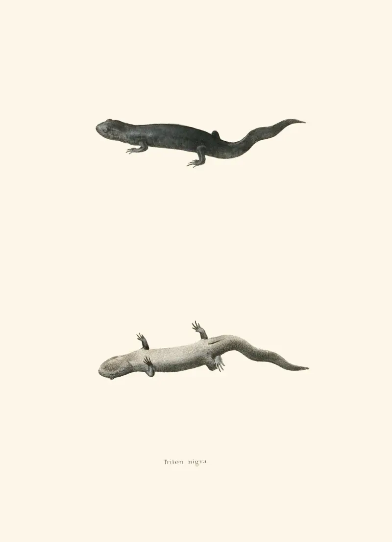 Triton nigra av John Edwards Holbrook