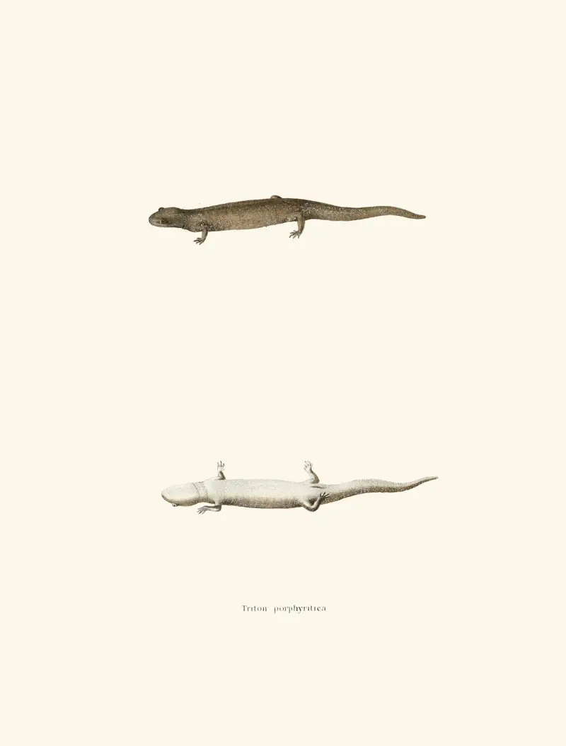 Triton porphyriticus av John Edwards Holbrook
