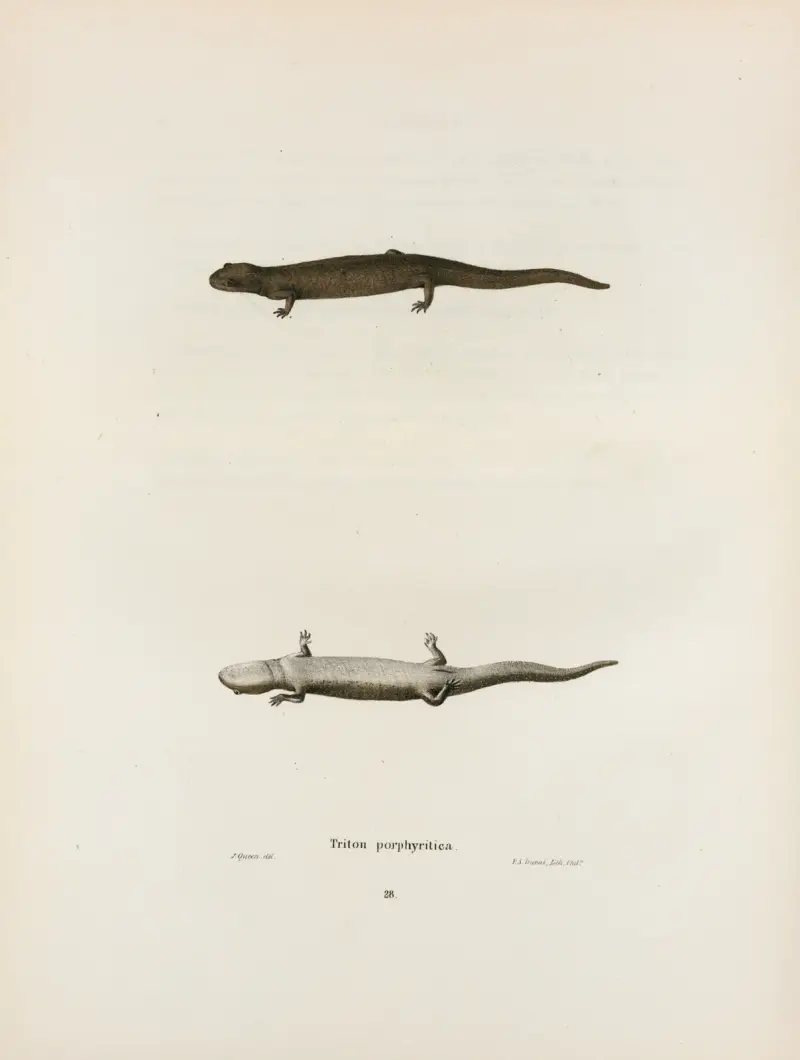 Triton porphyriticus av John Edwards Holbrook