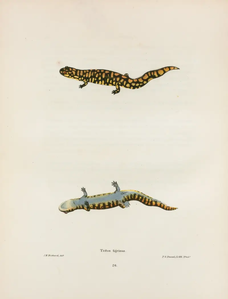 Triton tigrinus av John Edwards Holbrook