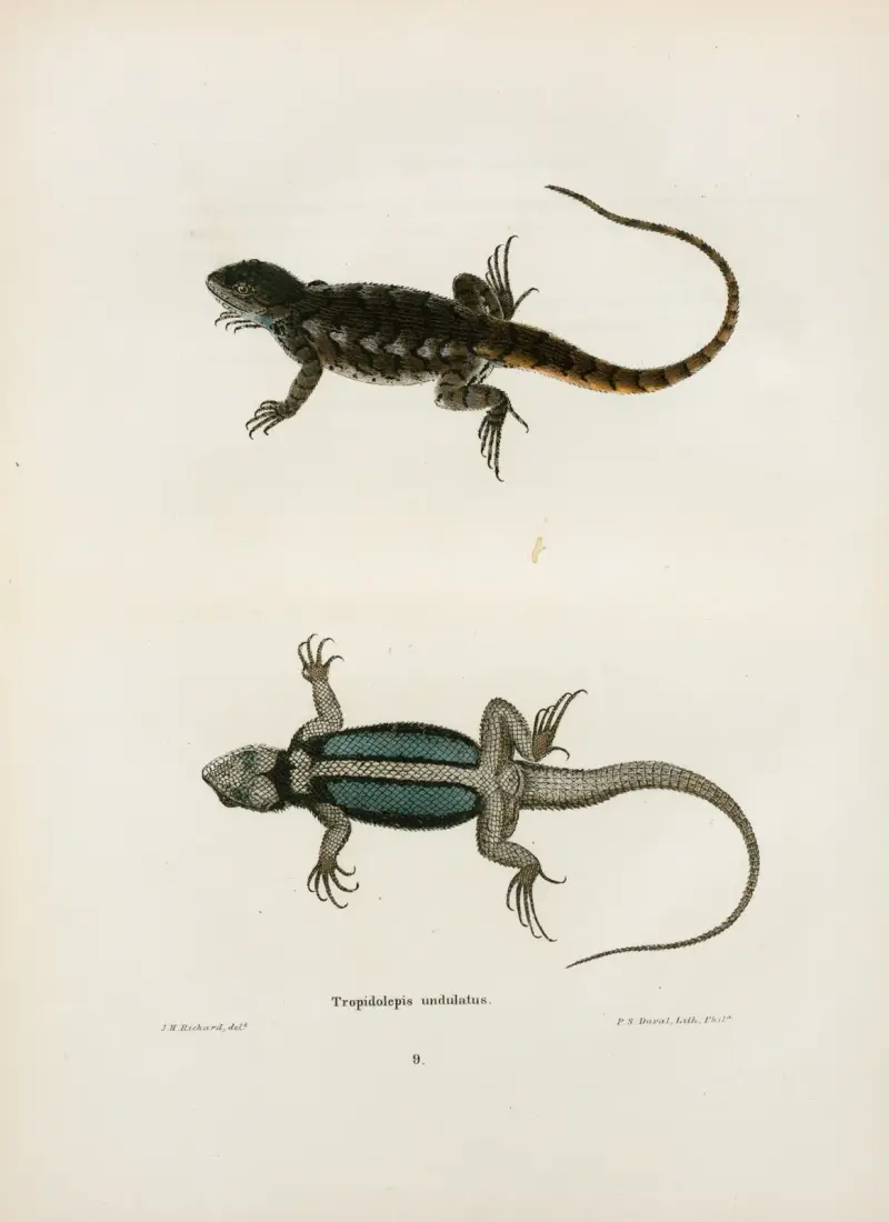 Tropidolepis undulatus. av John Edwards Holbrook