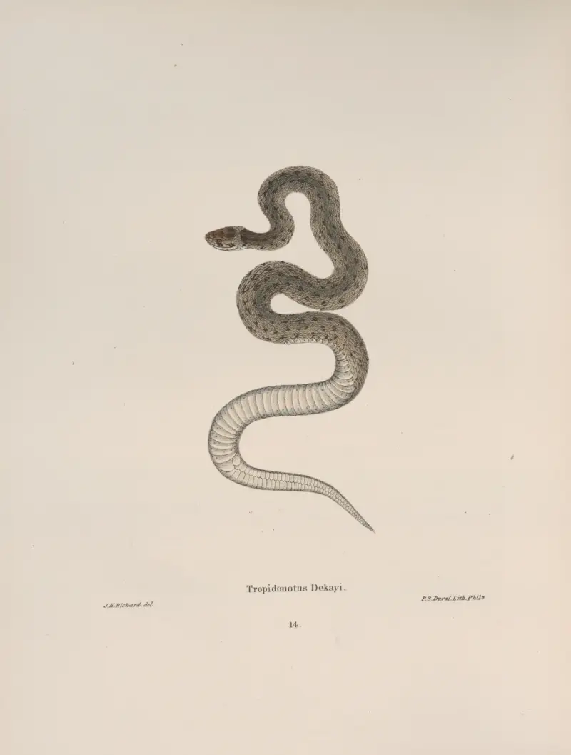 Tropidonotus Dekayi av John Edwards Holbrook