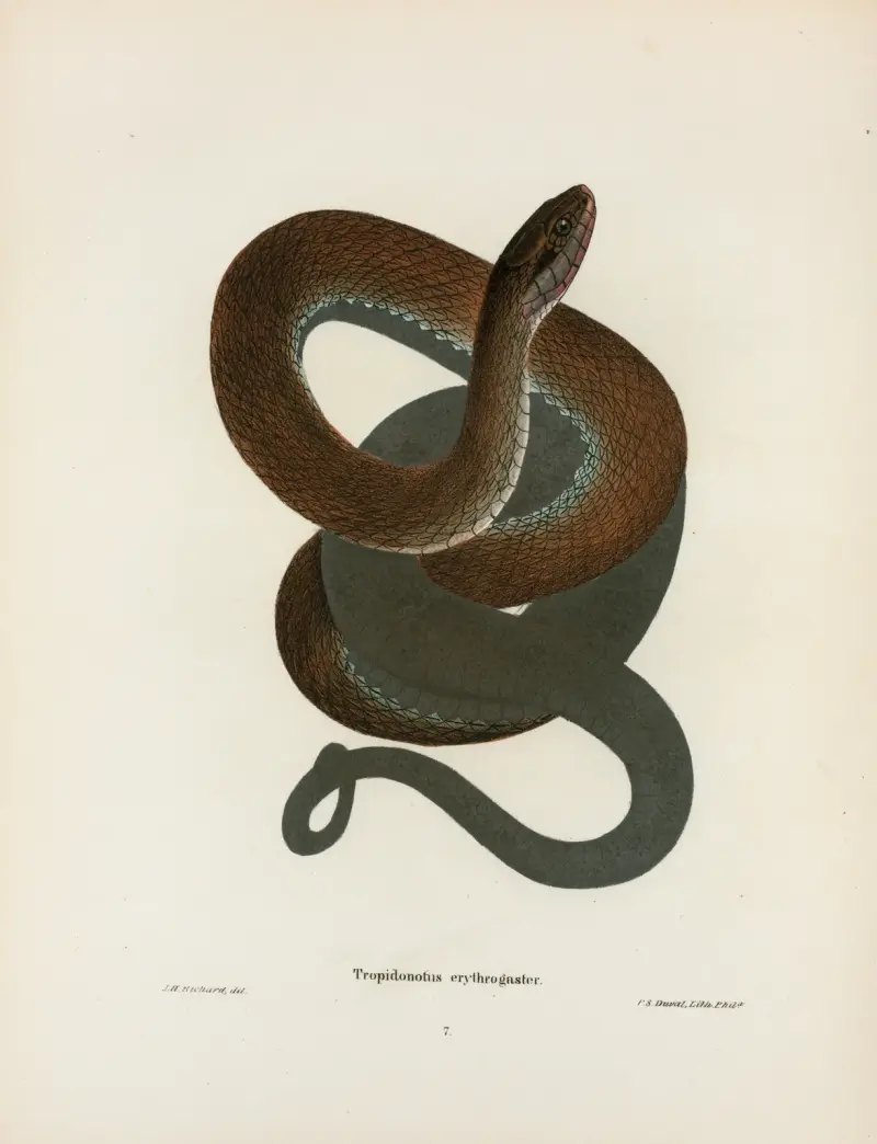 Tropidonotus erythrogaster. av John Edwards Holbrook