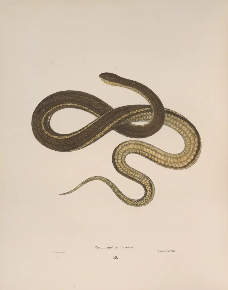 Tropidonotus leberis av John Edwards Holbrook