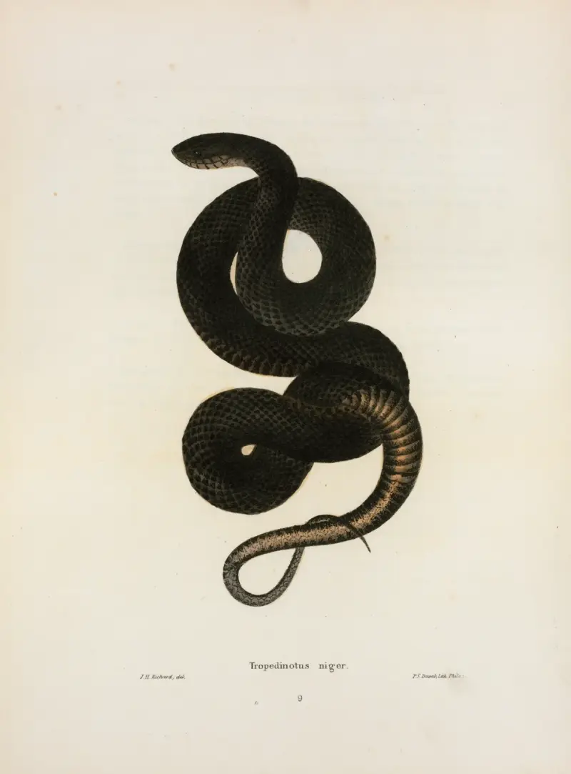 Tropidonotus niger. av John Edwards Holbrook