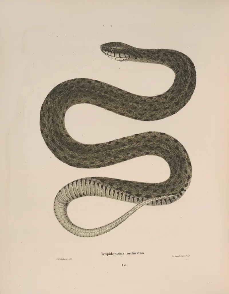 Tropidonotus ordinatus. av John Edwards Holbrook