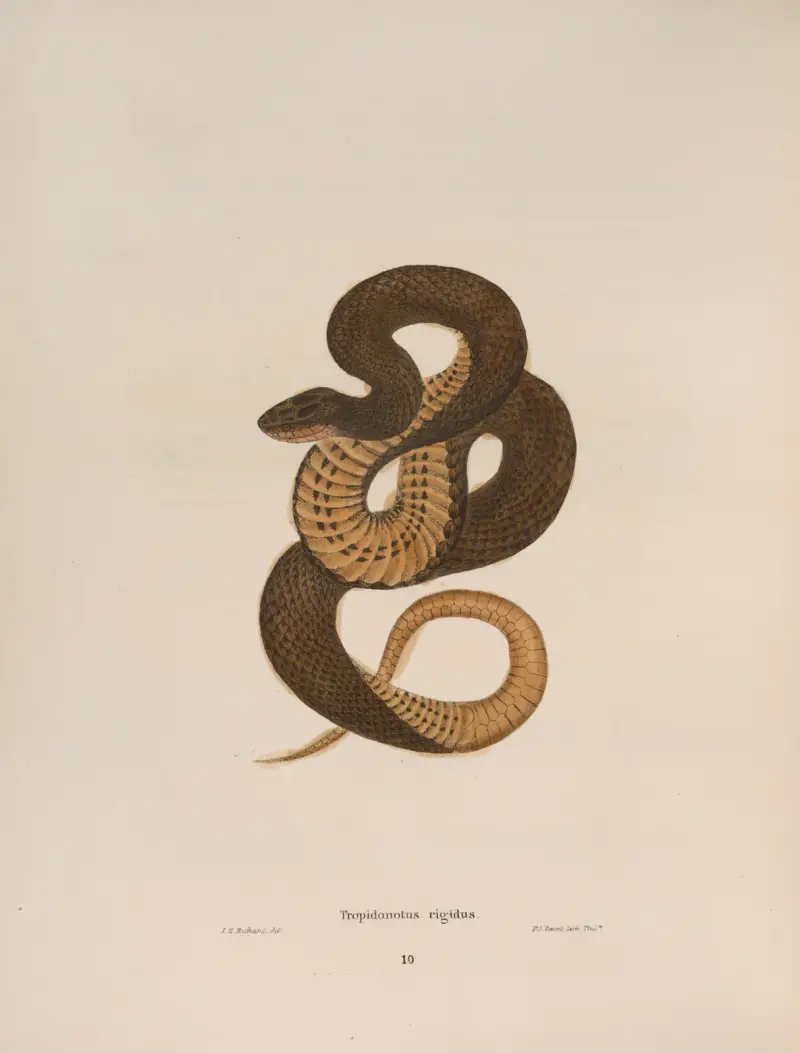 Tropidonotus rigidus. av John Edwards Holbrook