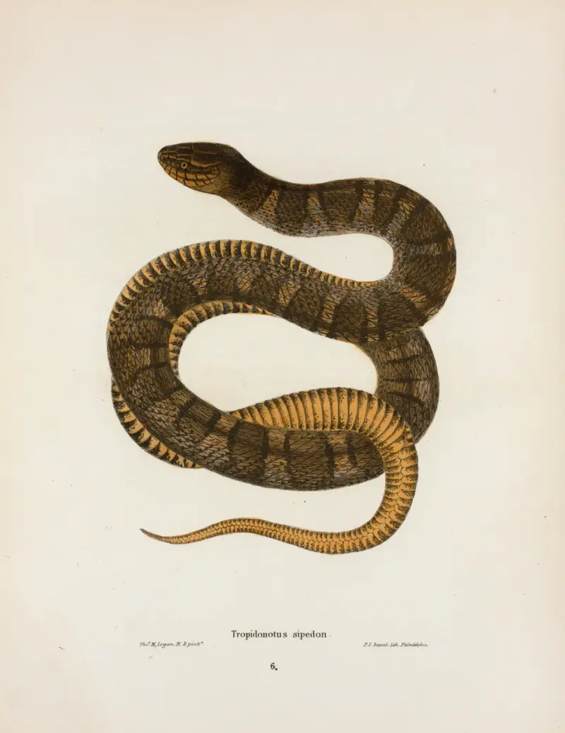 Tropidonotus sipedon. av John Edwards Holbrook