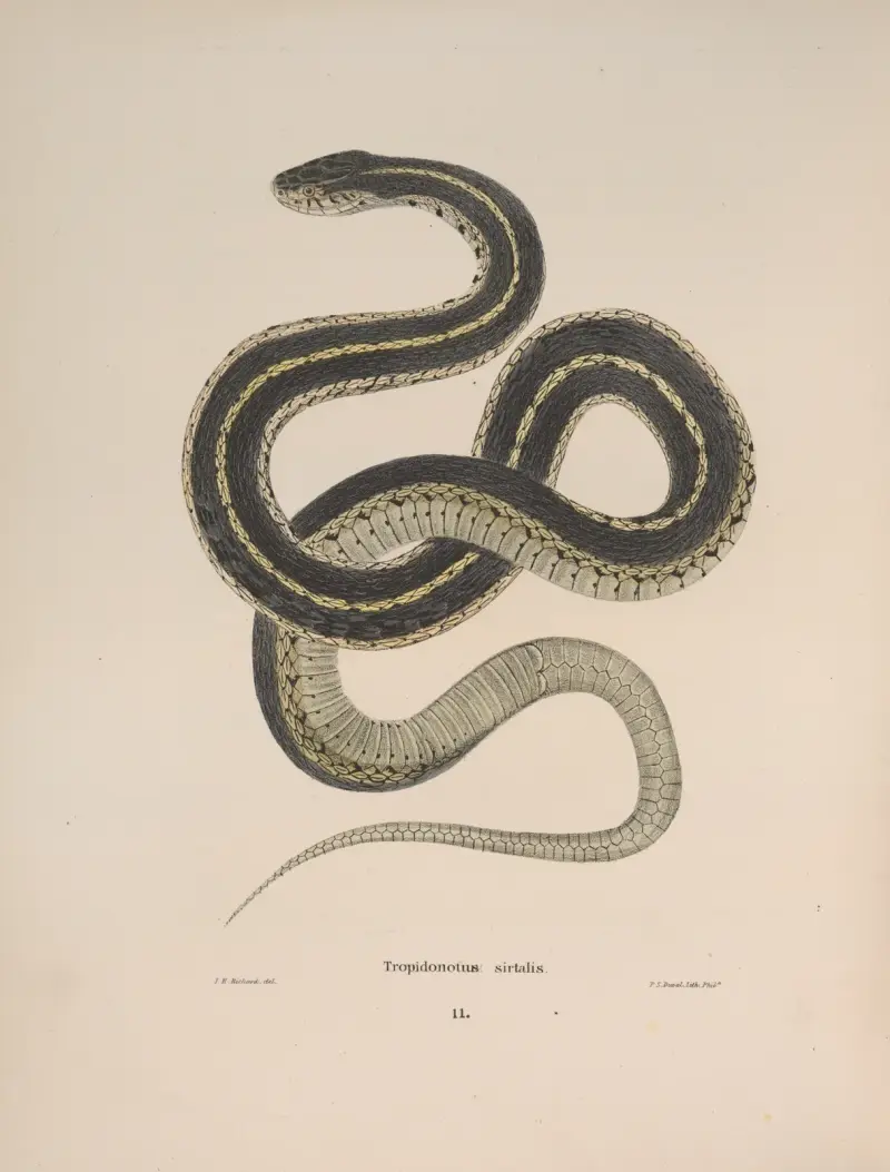 Tropidonotus sirtalis (strumpebandssnok) av John Edwards Holbrook