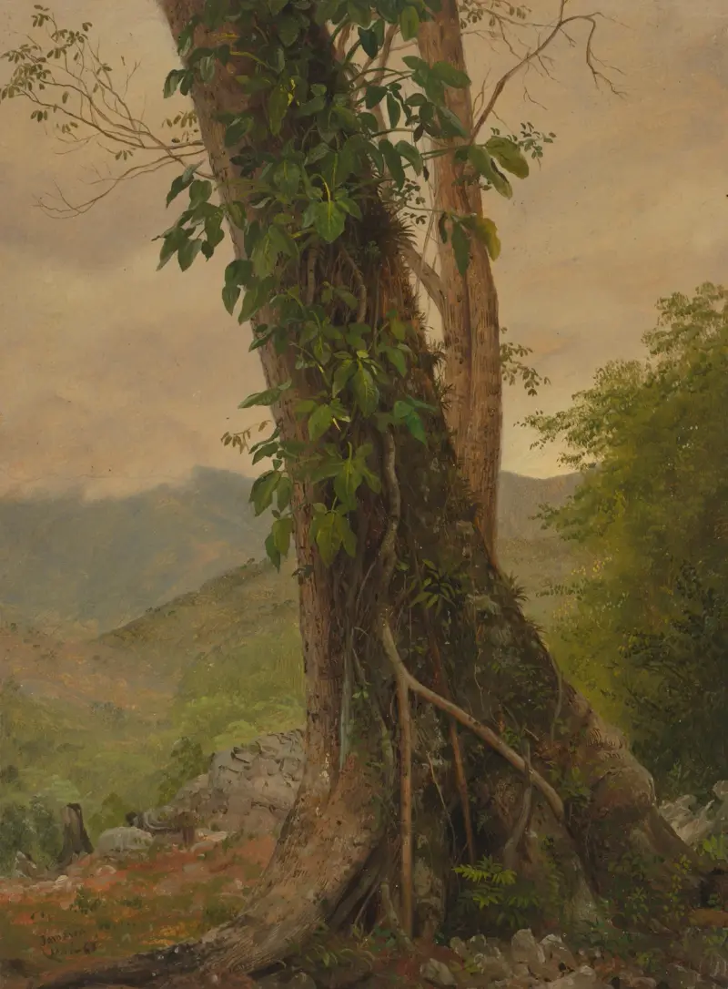 Träd med klängväxter, Jamaica, Västindien av Frederic Edwin Church