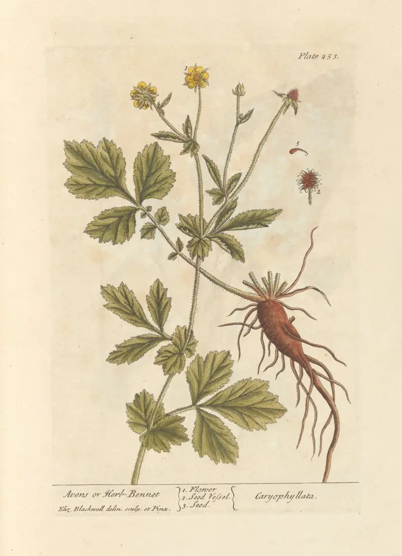 Avens or herb-bennet av Elizabeth Blackwell