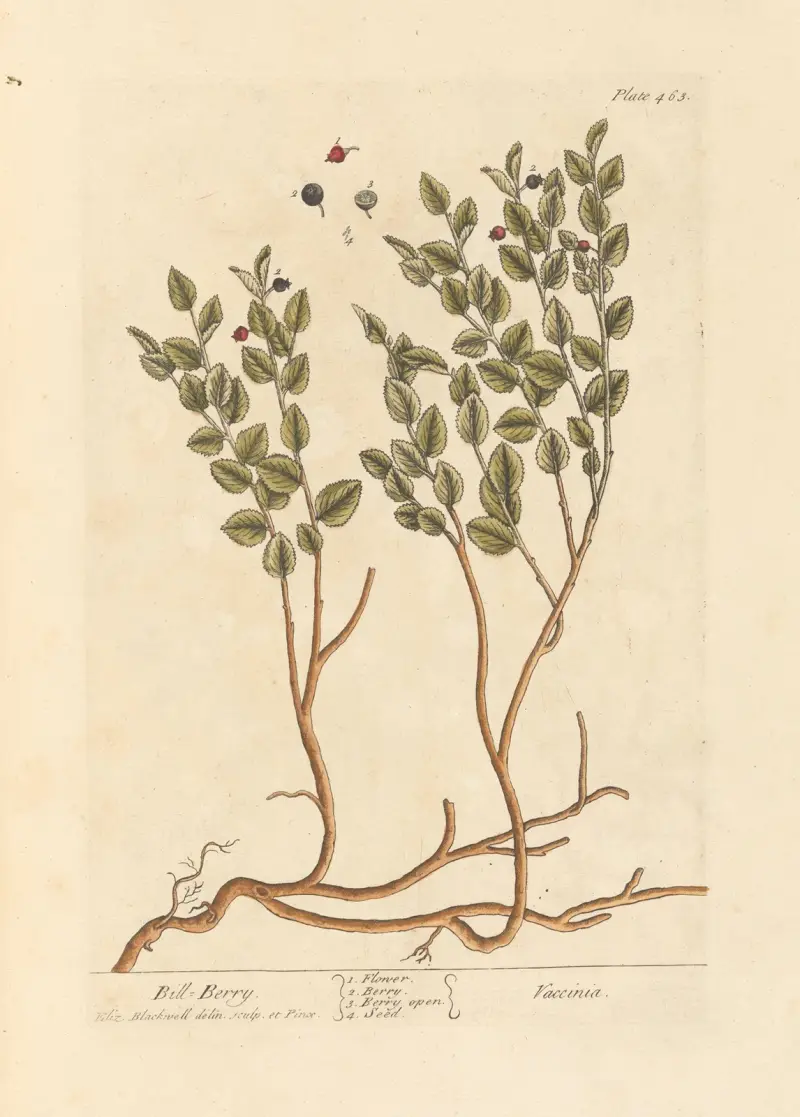 Bill berry von Elizabeth Blackwell