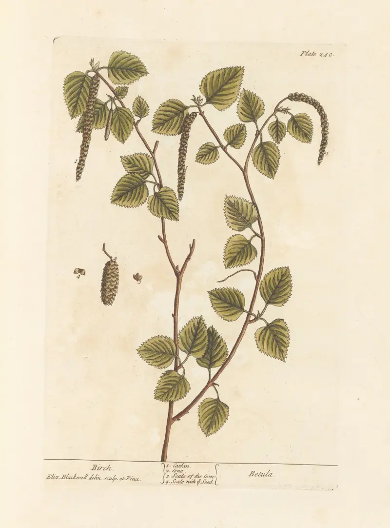 Bříza, Elizabeth Blackwell