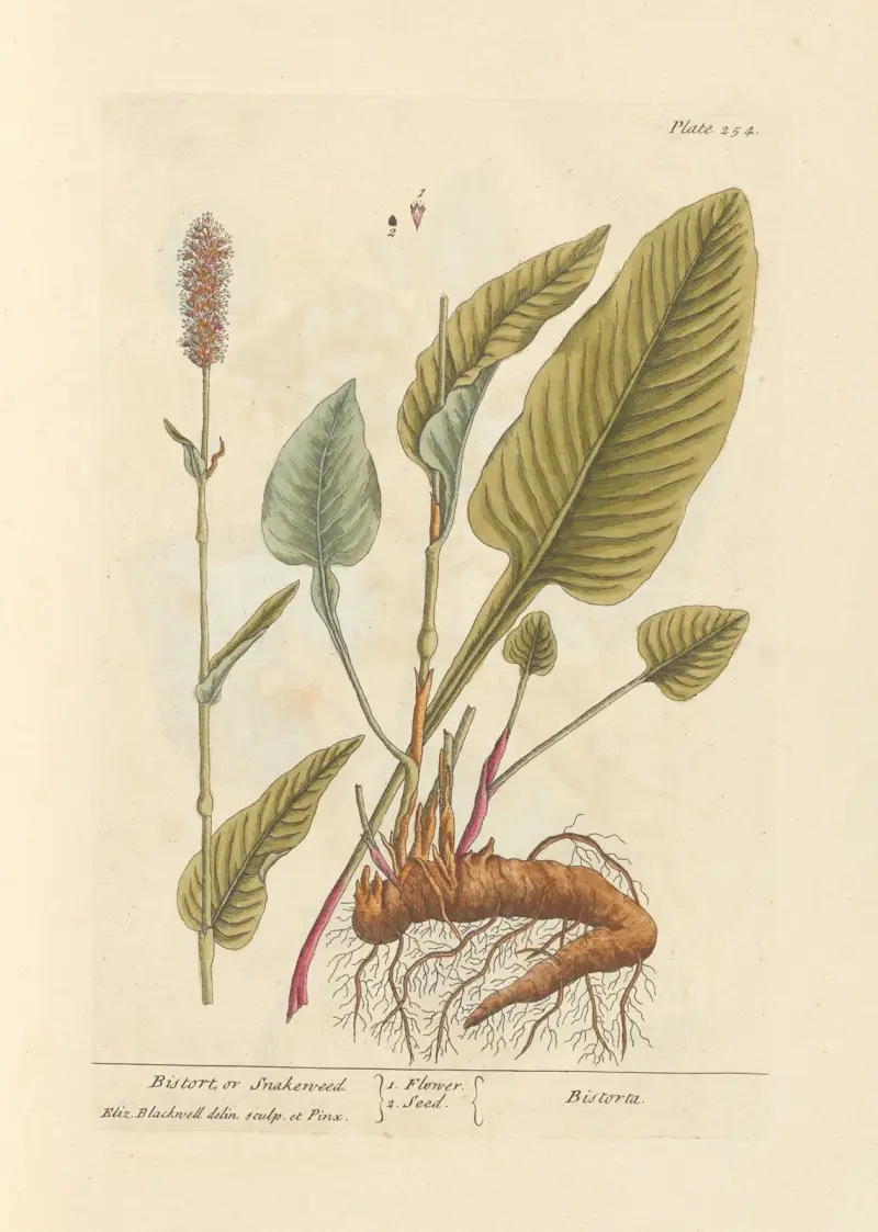 Bistort or snakeweed av Elizabeth Blackwell