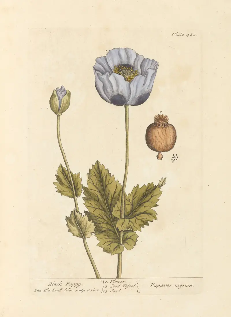 Black poppy av Elizabeth Blackwell