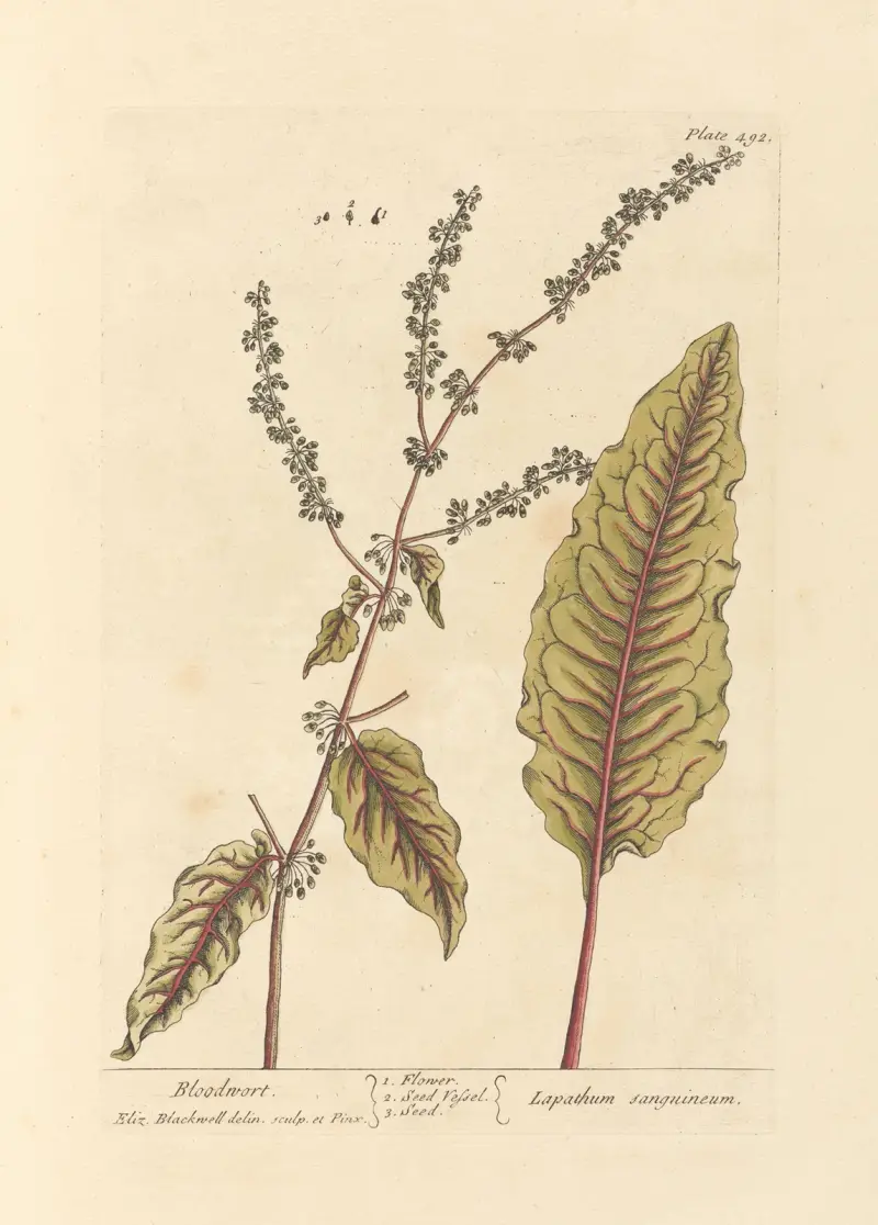 Bloodwort, Elizabeth Blackwell