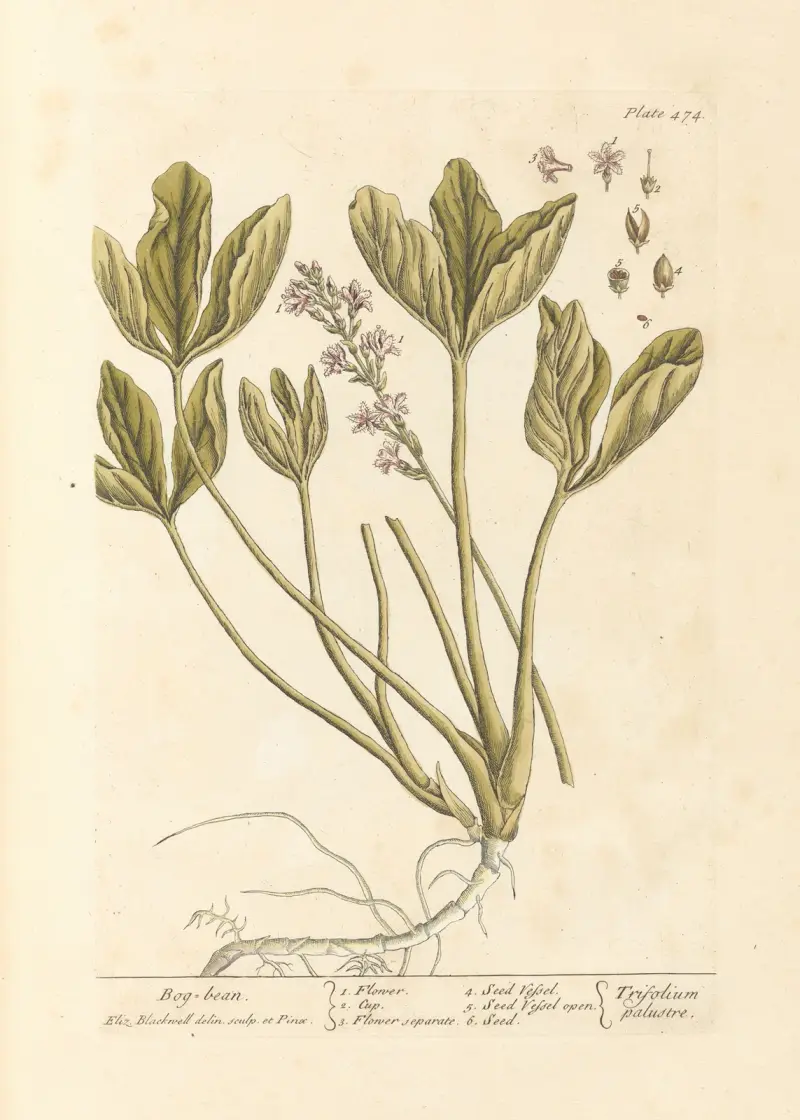 Bog bean, Elizabeth Blackwell