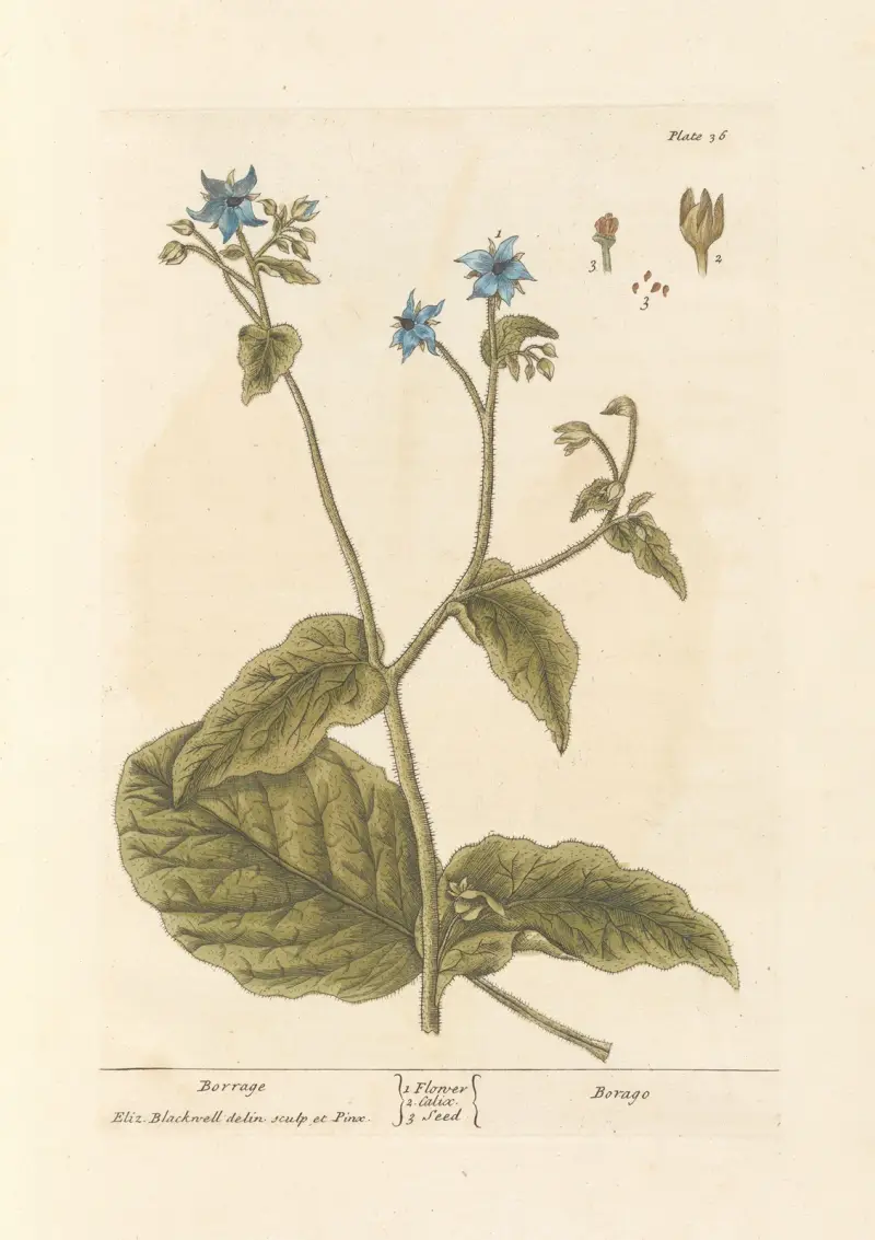 Borretsch von Elizabeth Blackwell