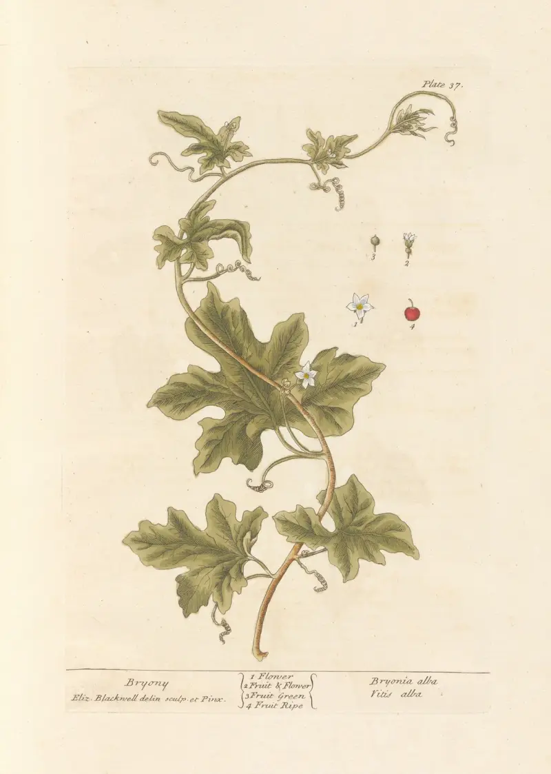 Bryonie, Elizabeth Blackwell