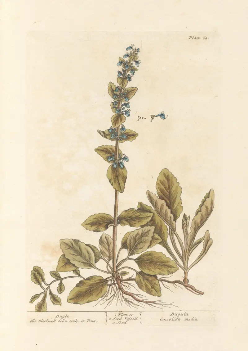Gundelrebe von Elizabeth Blackwell