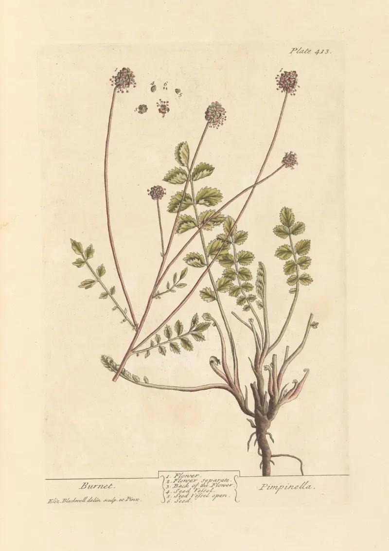 Körvel, Elizabeth Blackwell