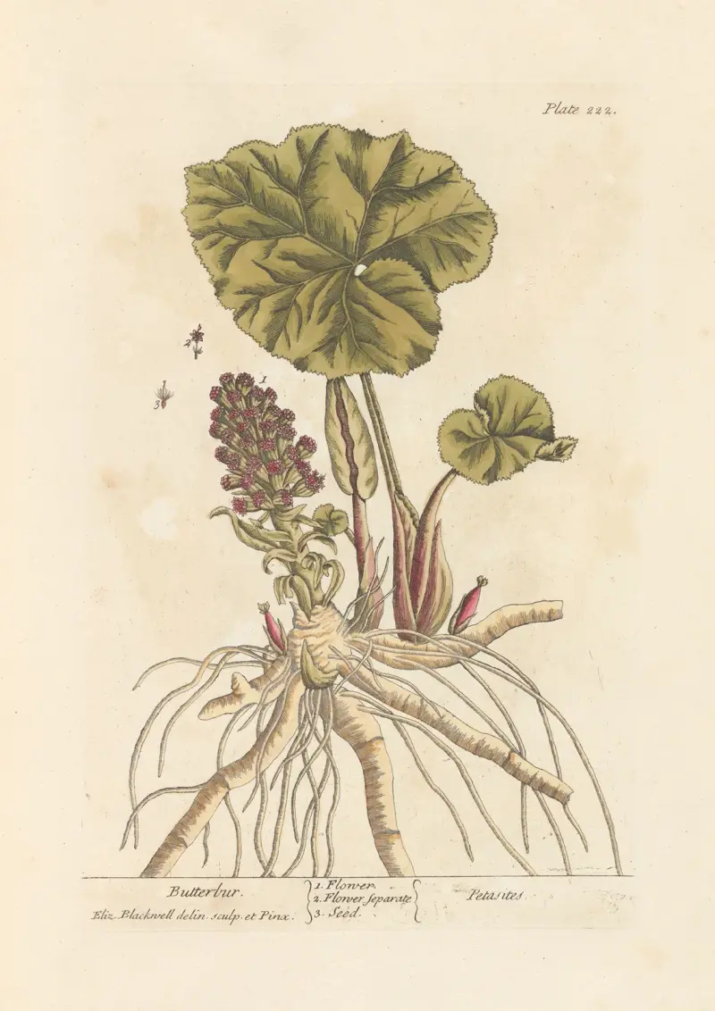Pestwurz von Elizabeth Blackwell