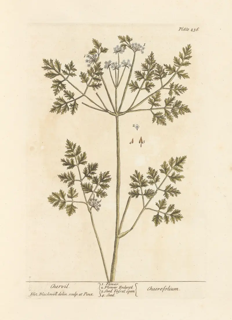 Kerbel von Elizabeth Blackwell