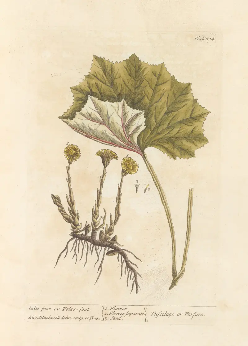 Huflattich von Elizabeth Blackwell