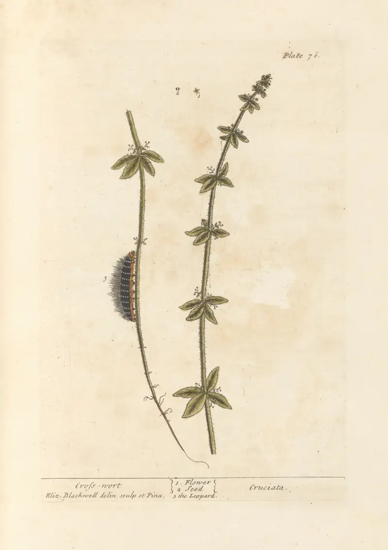 Kreuzwurz von Elizabeth Blackwell