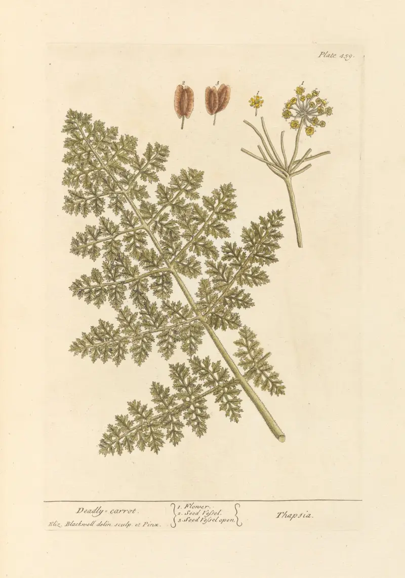Giftige Möhre von Elizabeth Blackwell