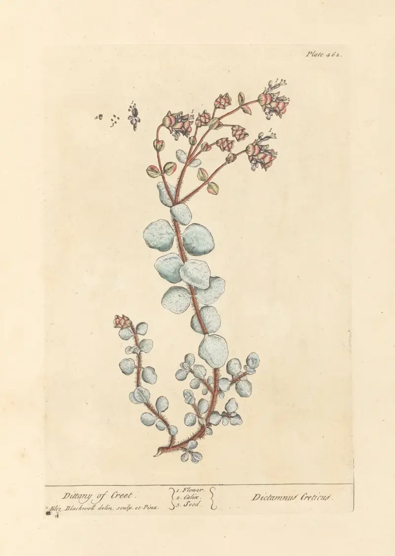 Dittany of creet av Elizabeth Blackwell