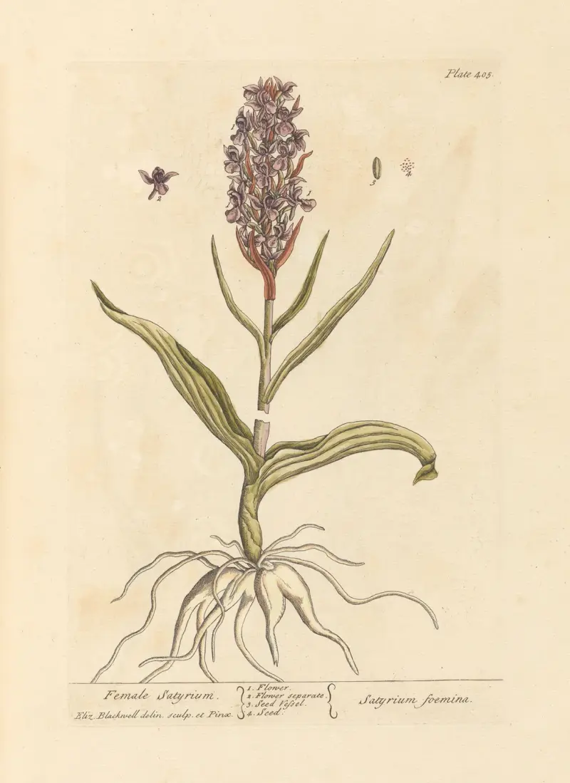 Female satyrium av Elizabeth Blackwell