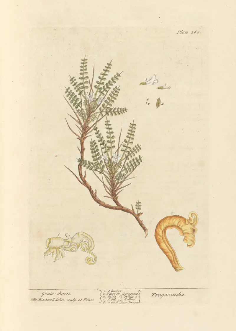 Goats-thorn av Elizabeth Blackwell