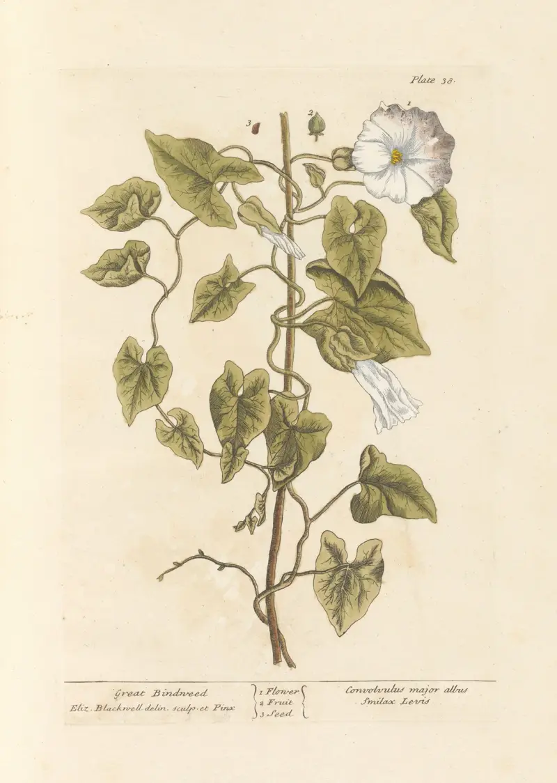 Velký svlačec, Elizabeth Blackwell