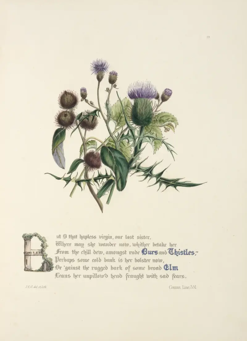 Burrs and thistles, elm av Jane Elizabeth Giraud