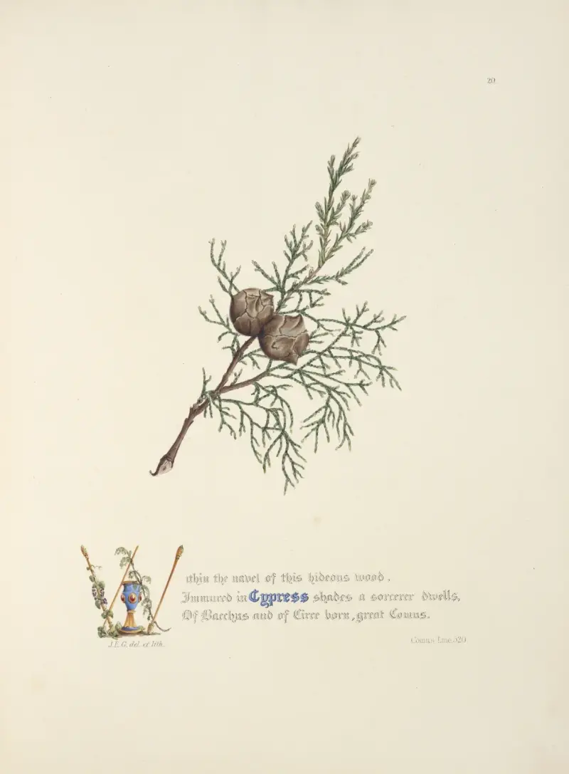 Zypresse von Jane Elizabeth Giraud